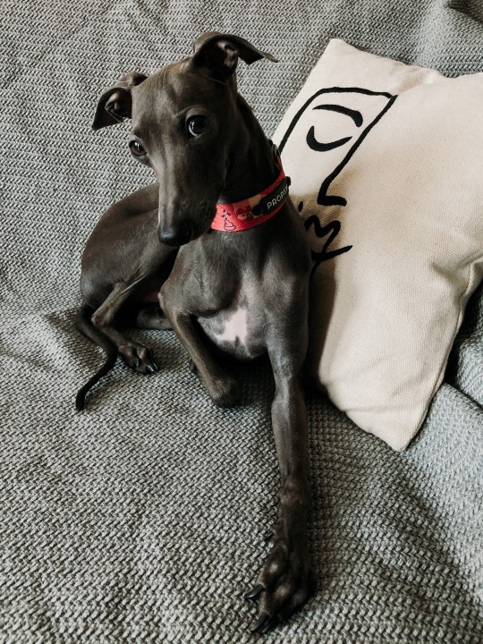 obroża dla charcika